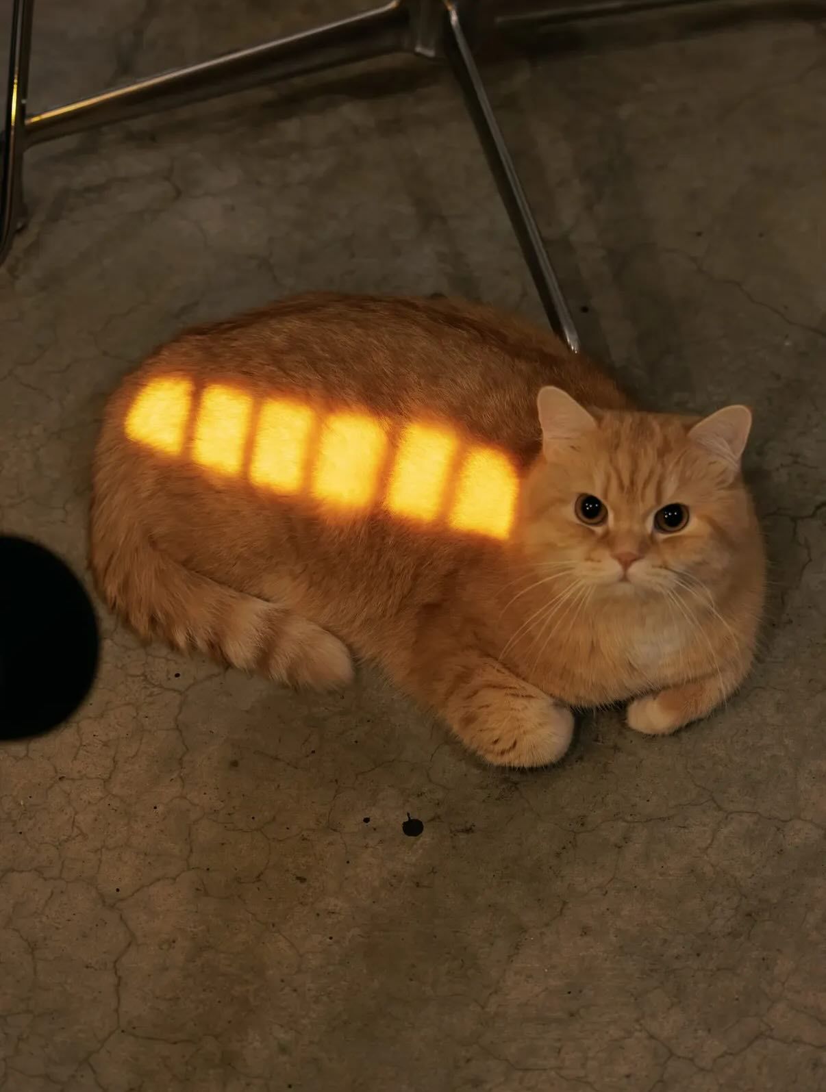 猫猫巴士~meme ​​​