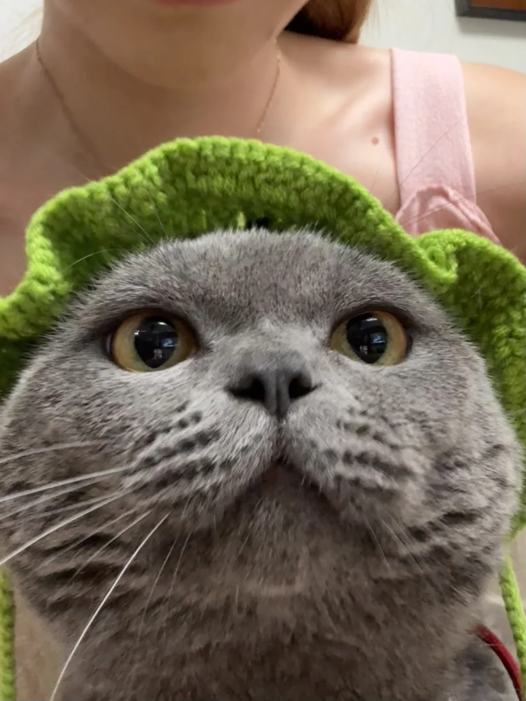 你好，我是猫