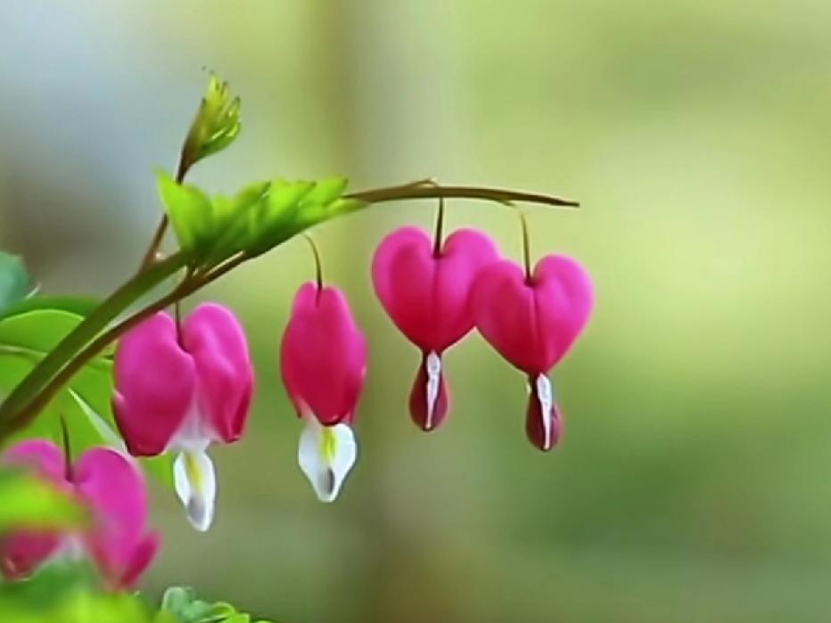 它心思玲珑，像衣袖青青的少女，怀抱心事，却又天真无邪！
荷包牡丹，次第而开。风起