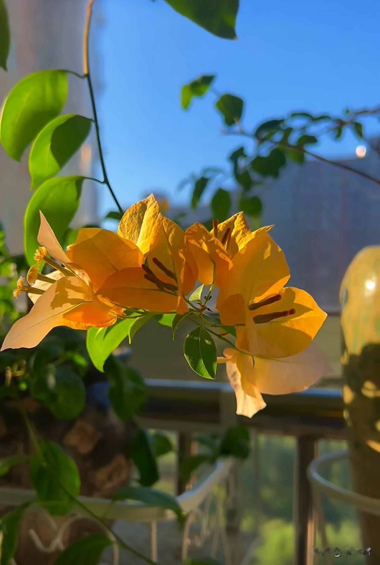 我在家里养过至少五种三角梅，它们都是三角梅花界里的名人，广红樱，绿樱，苏瓦娜，印