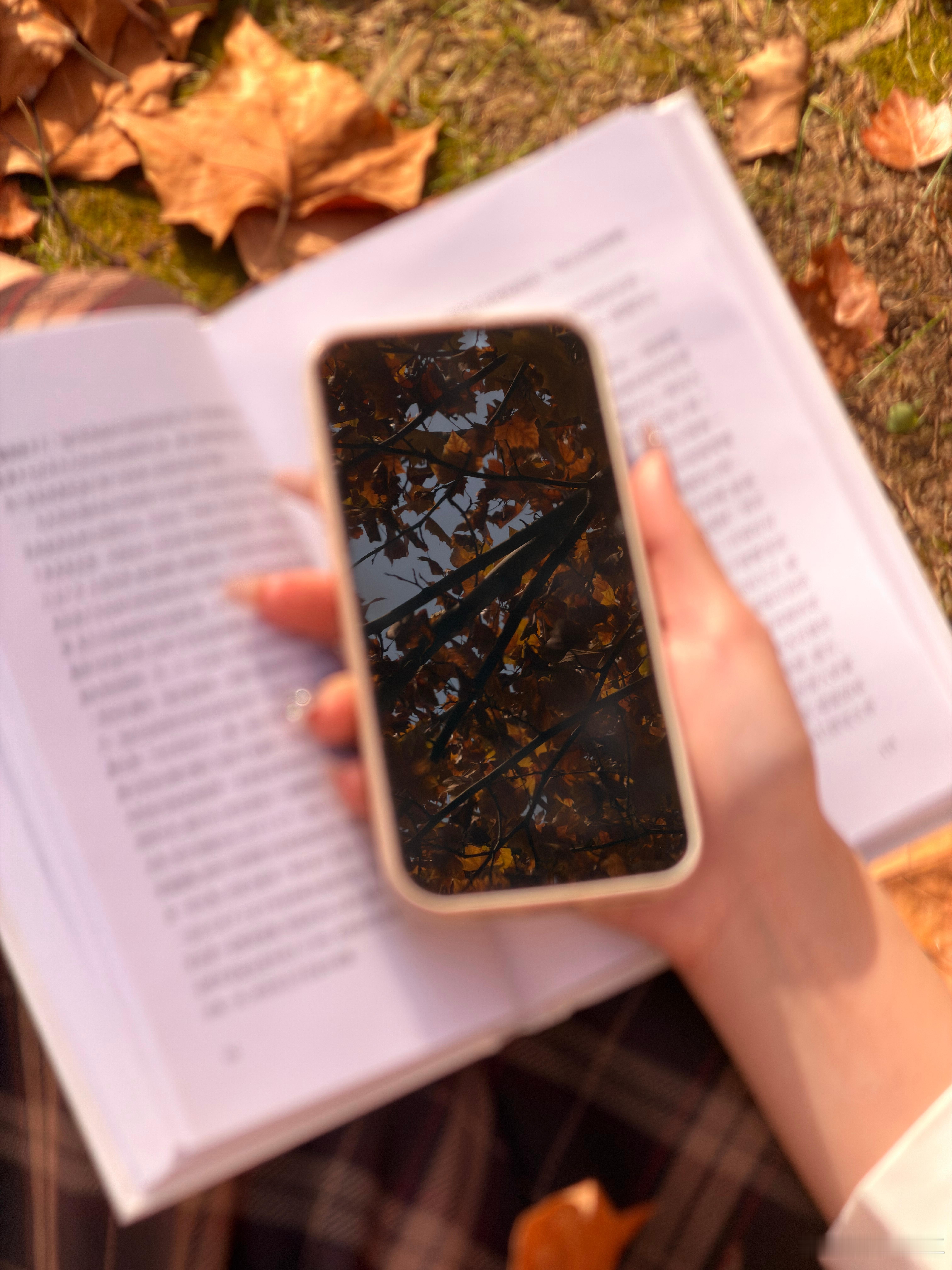 落叶是秋天给大地的礼物～晚安家人们