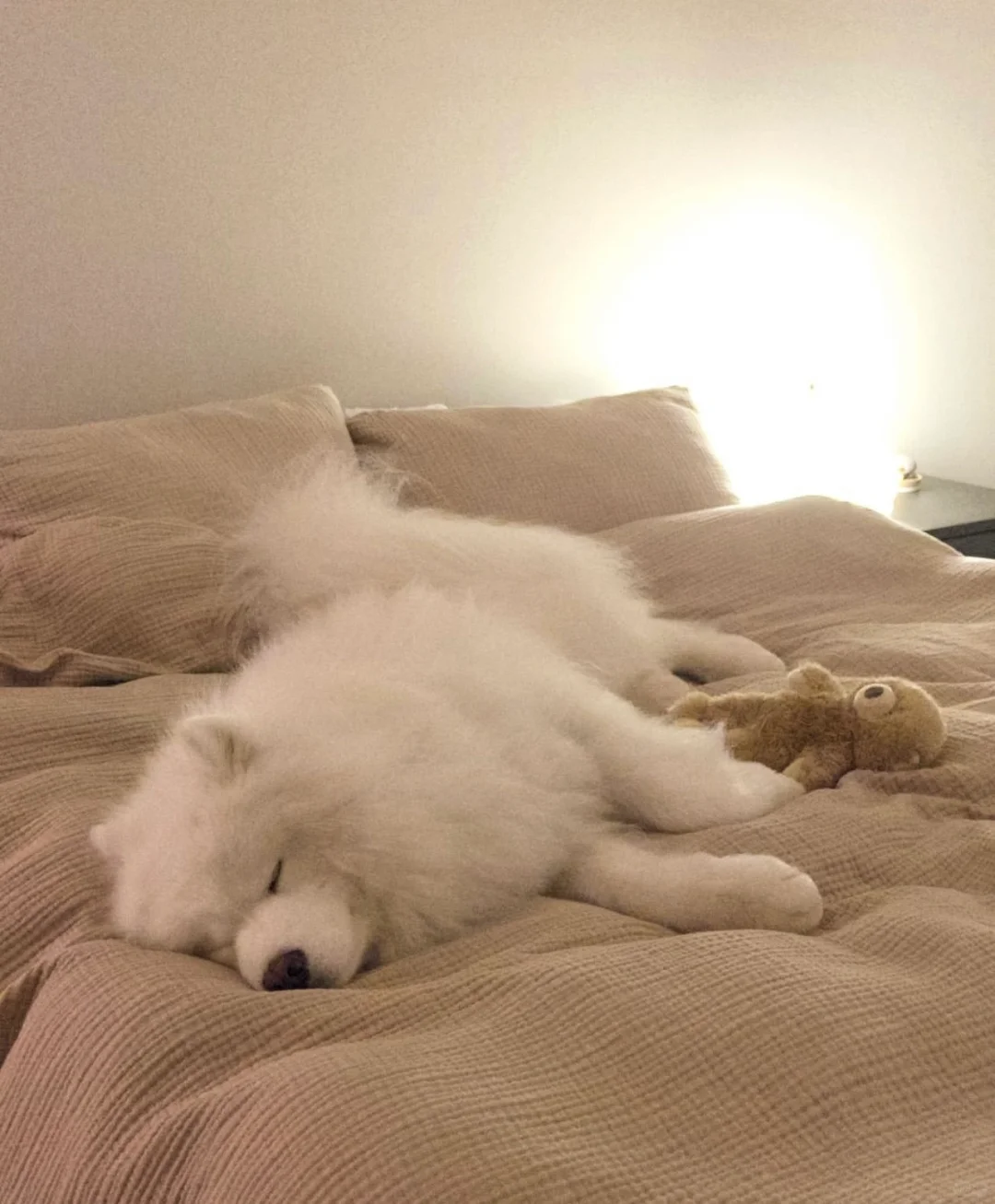 一天天的光顾着睡觉了，起床的精力都没有