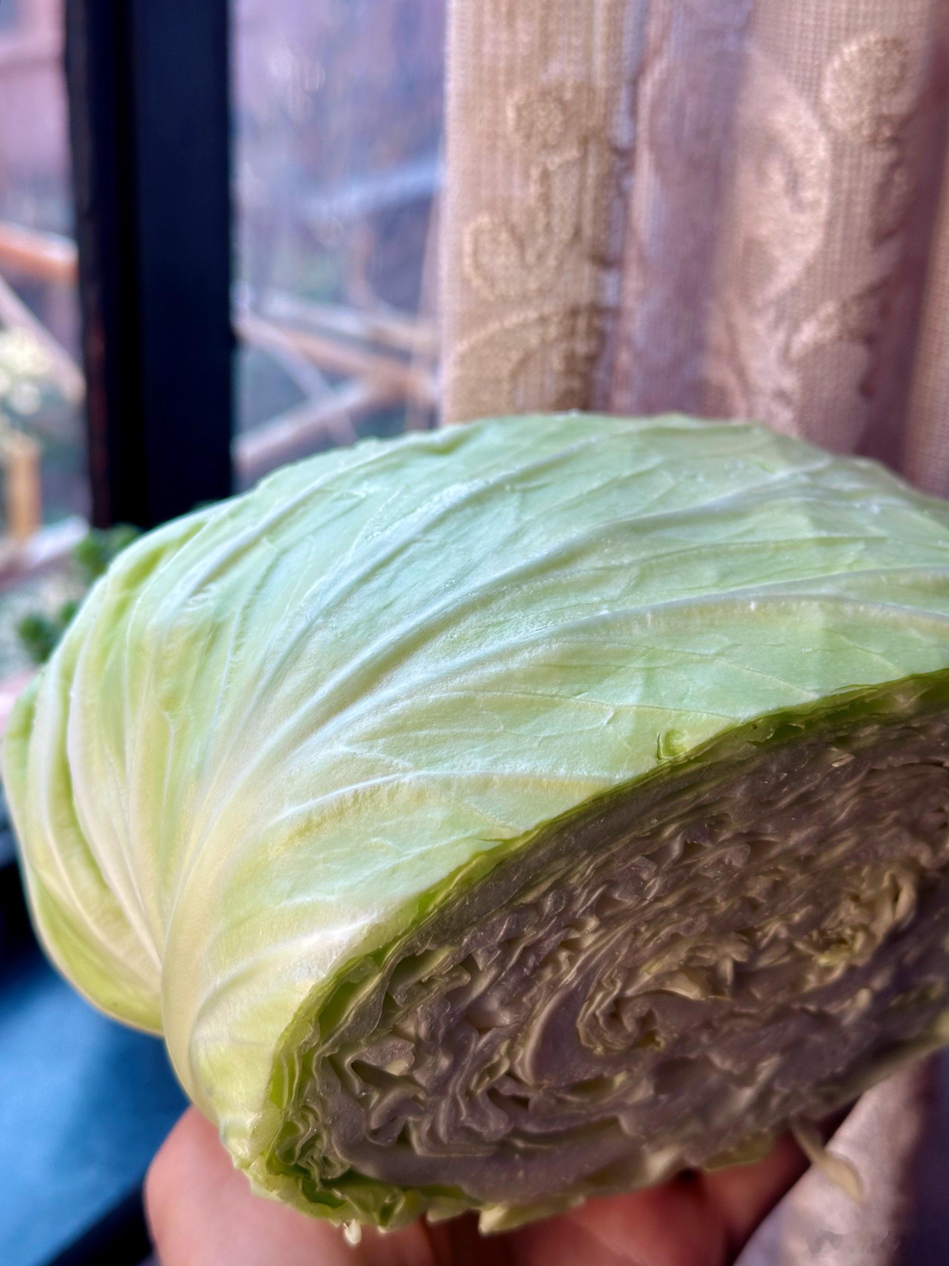 卷心菜要买这种平头的。真正的好的莲花白。颜色却是淡绿的，一直绿到芯子里。这种平头