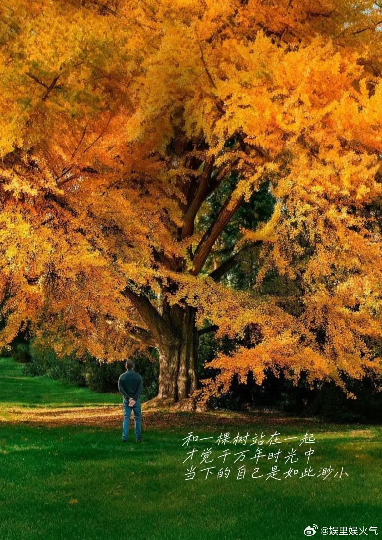 成都网友给一棵大树颁奖马路上第一棵被颁奖的大树诞生了 钢筋城市里难得的诗意，为大