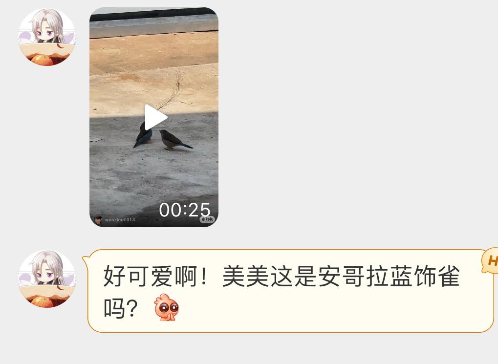 正在跳求偶遇的蓝饰雀好喜感啊哈哈哈 ​​​
