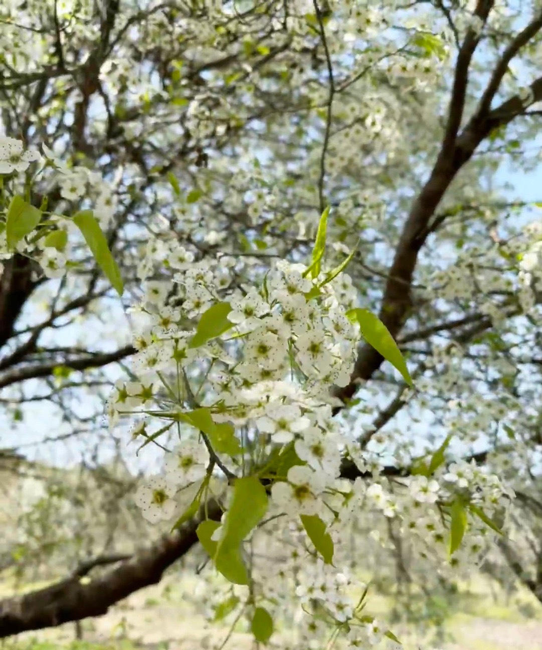 梨花风起，一念清明。 