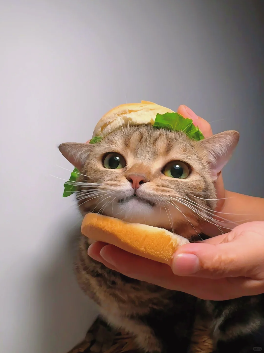 小猫汉堡包你一口能炫几个呢？