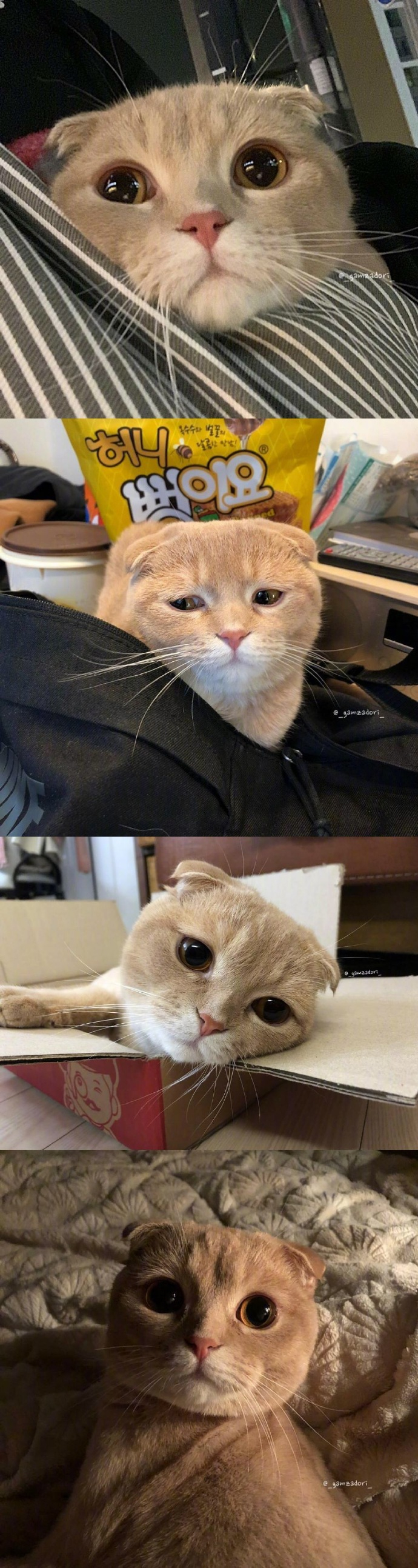 吸猫时间到 🐈  