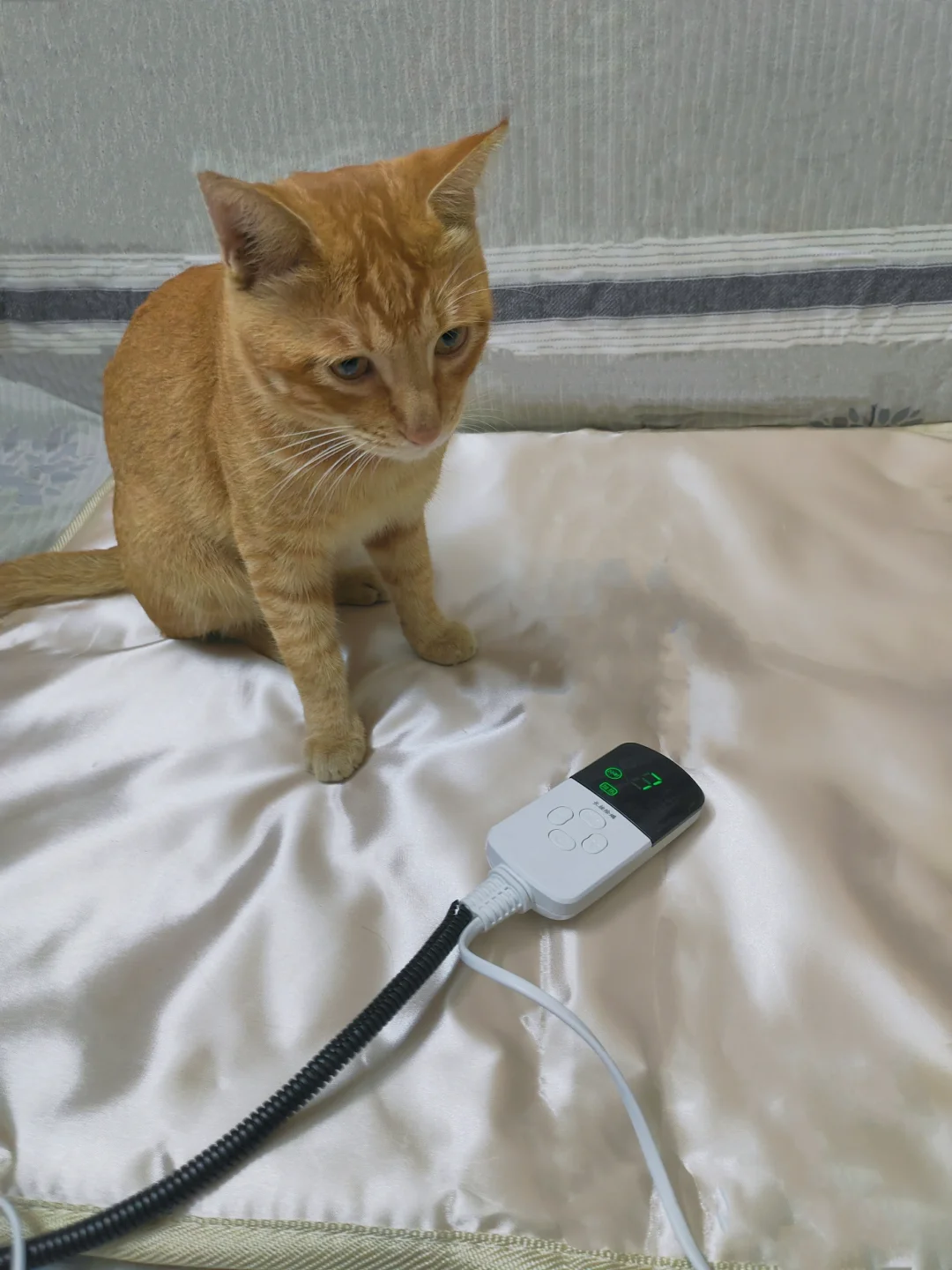这个冬天 不怕冷~喵呜🐱
