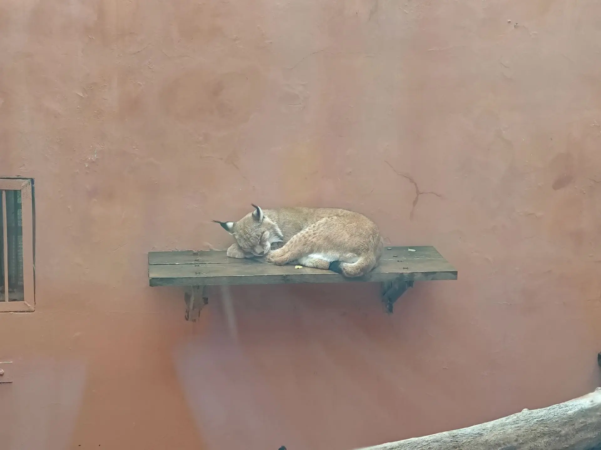在西宁动物园，看到了我大清第一巴图鲁曾射杀过10只的猞猁狲，电视剧《雍...
