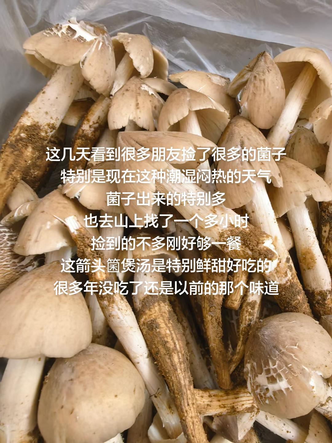 这几天看到很多朋友捡了很多的菌子
特别是现在这种潮湿闷热的天气
菌子出来的特别多