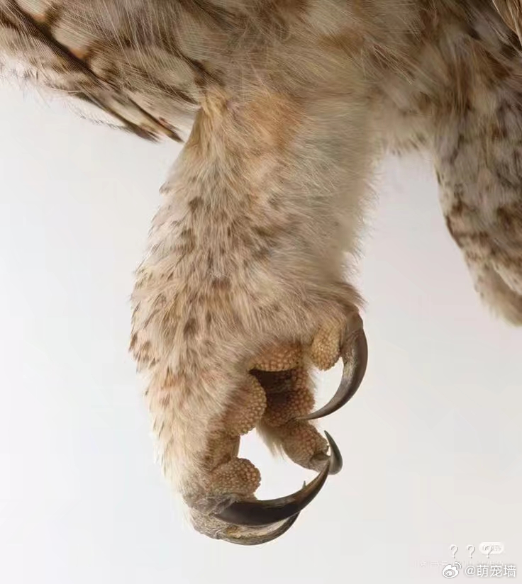 猫脚鉴赏 ​​​
