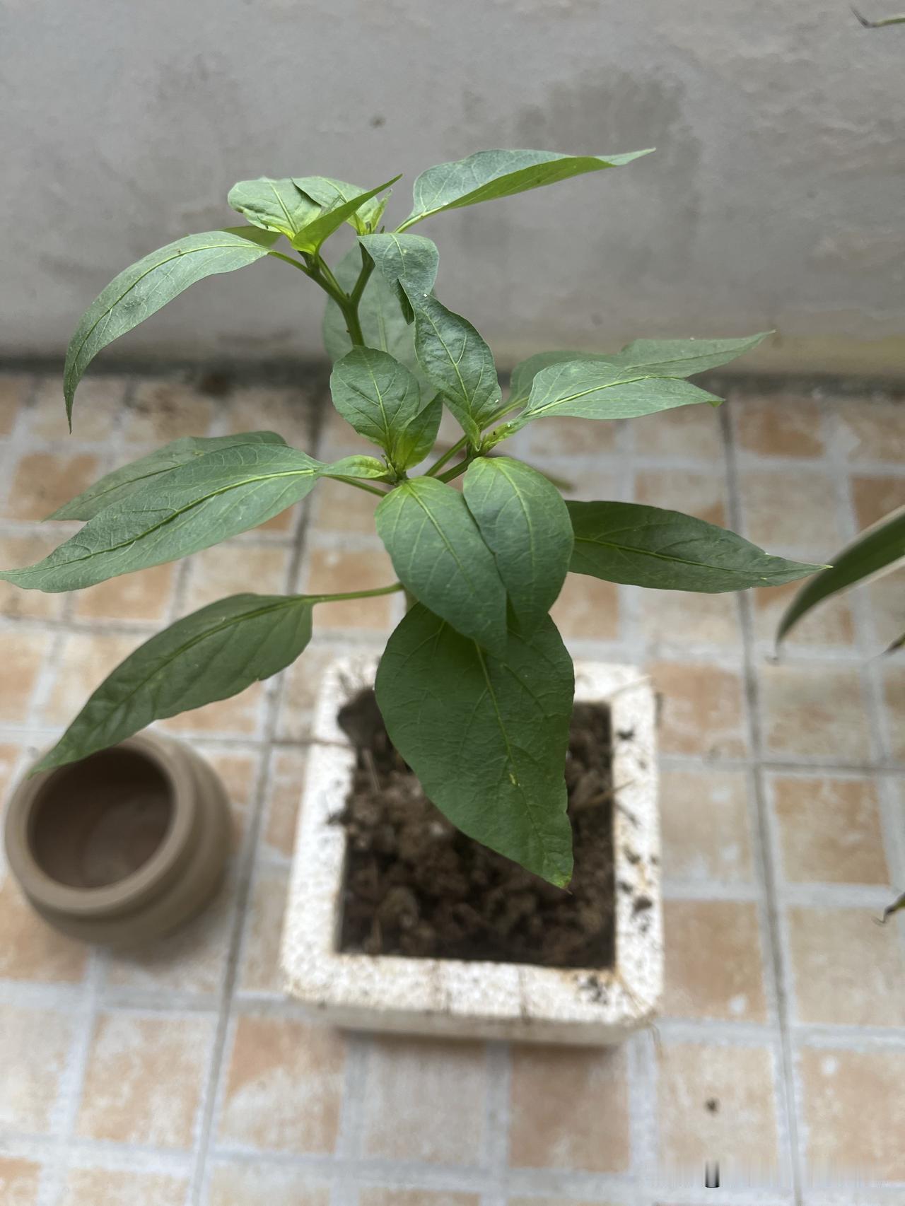 舍不得买菜的人，却花几千买床垫。
每天上班乘电梯时，经常会碰到几位退休的大爷大妈