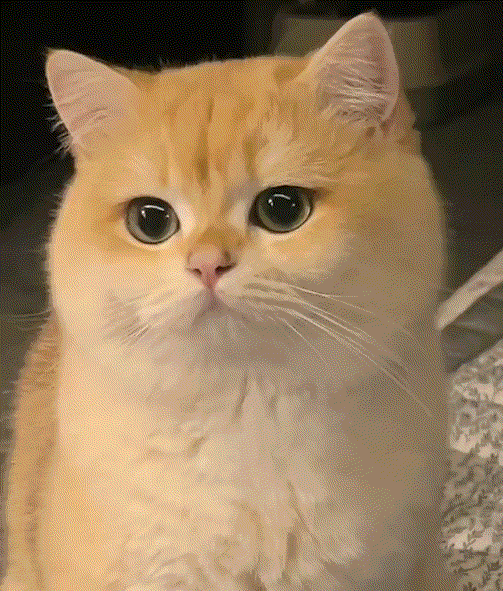 成天委屈巴巴的样子，是不是想出去工作了？