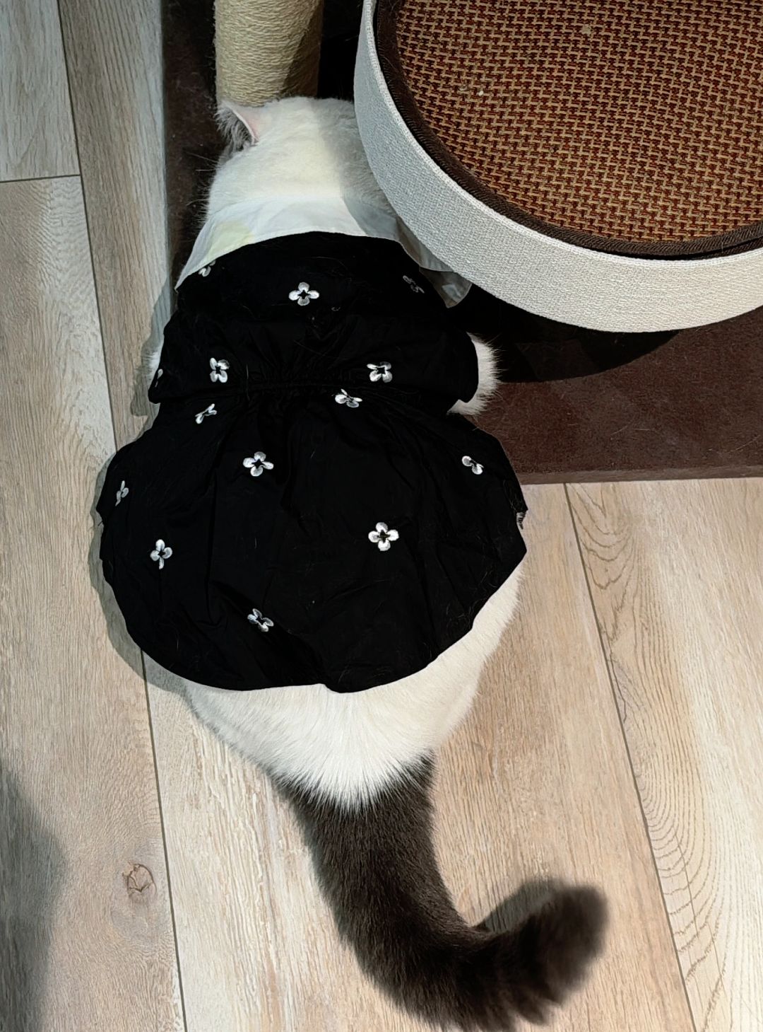 猪猫脾气挺大，训了几声就这样蹲半个小时