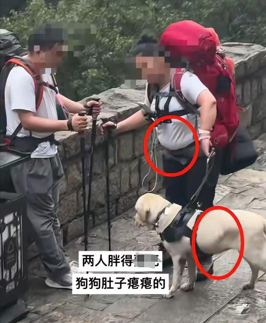 盲人爬泰山究竟能看见个啥？大雨天虐待导盲犬于心何忍？

眼睛瞎了，心也瞎了。大雨