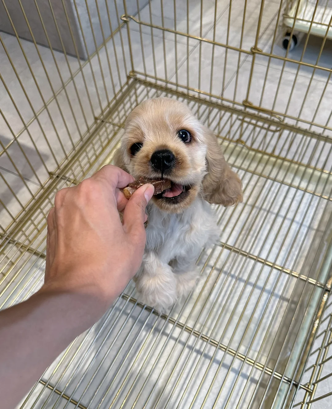 蹲主人｜omg这颜值我看了都羡慕～