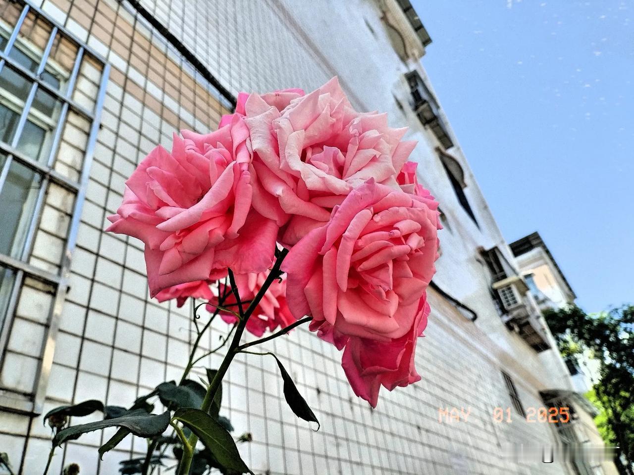 春暖月季爬墙开。
