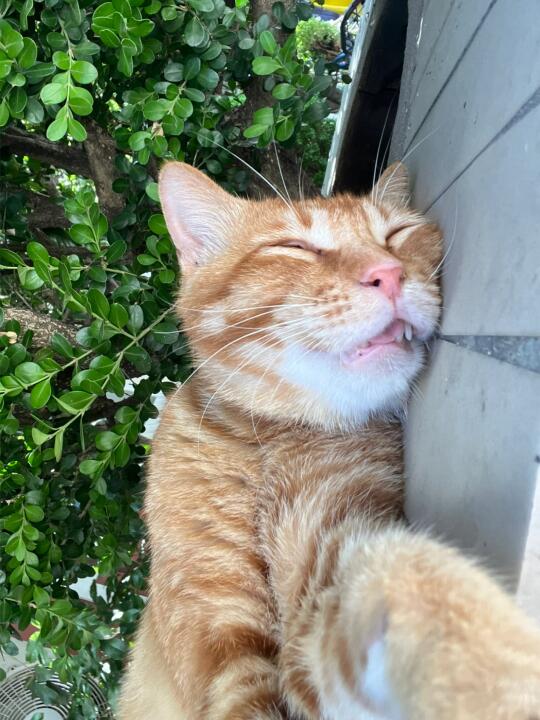 猫睡觉口呼吸都丑成这样，人就更不用说…