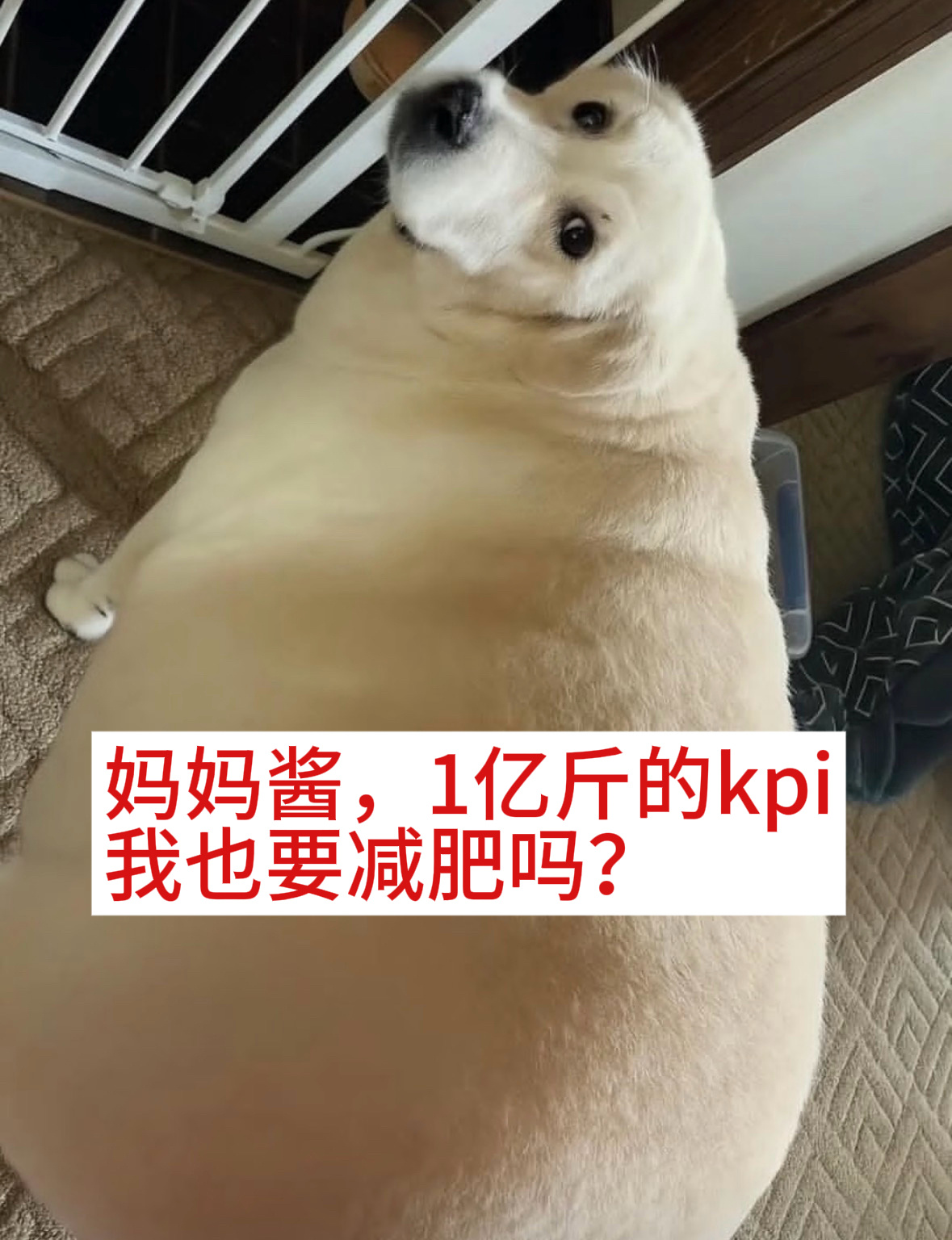 全国一起减重1亿斤养狗人每天早晚风雨无阻，狗还没瘦呢我先瘦了，这对吗？？？阿福请