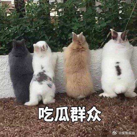 今年世界杯上演和平大联欢各国球迷区歌声相融，没有对立与争吵，整片看台都是其乐融融