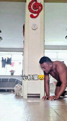 恁瞅瞅这只小白猫，心眼那叫一个多，机灵得很。主人打算逮住它，就悄悄躲到柱子后边藏