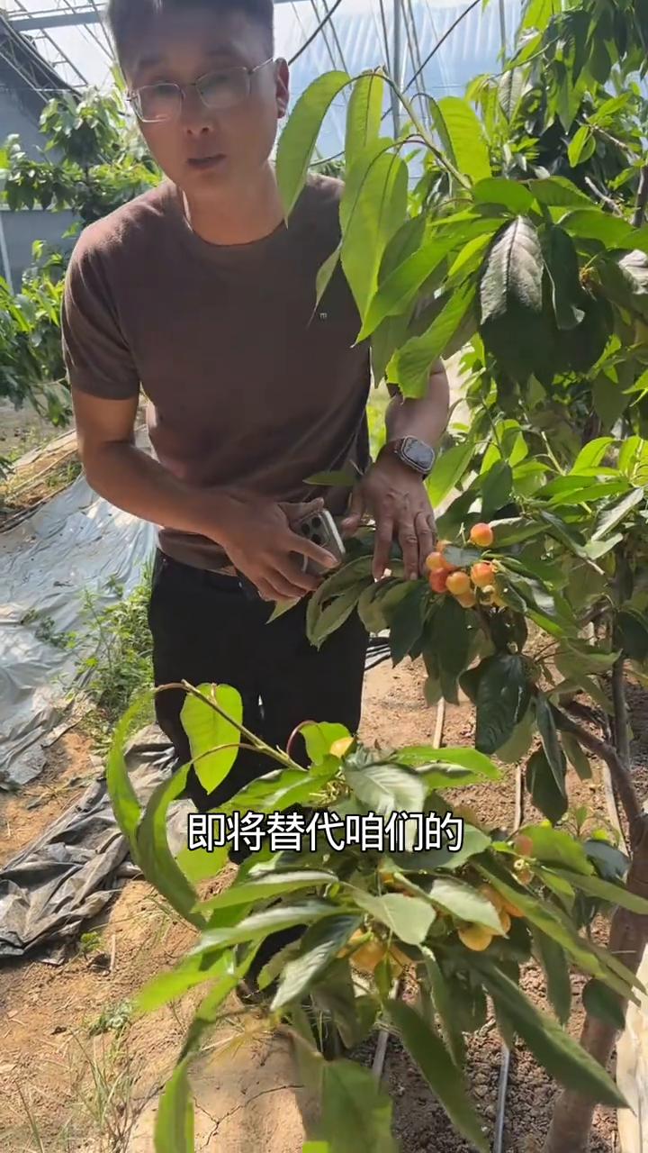 如果有一个品种即将替代布鲁克斯，肯定就是我身边这个品种。这个品种被称为中熟的王者