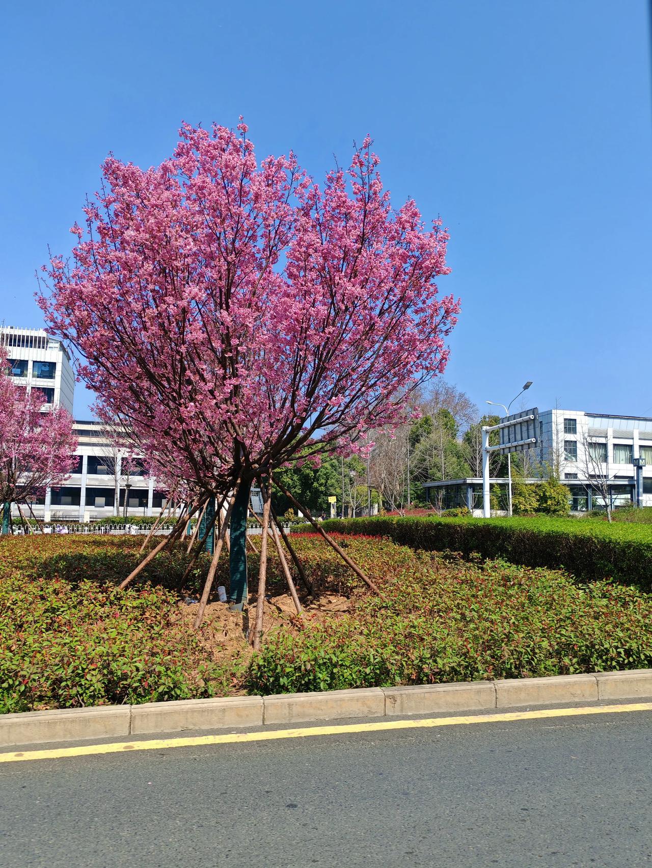 晒图笔记大赛今天上午去光谷广场看樱花，坐公汽回来时，随手拍了窗外路边的樱花树。