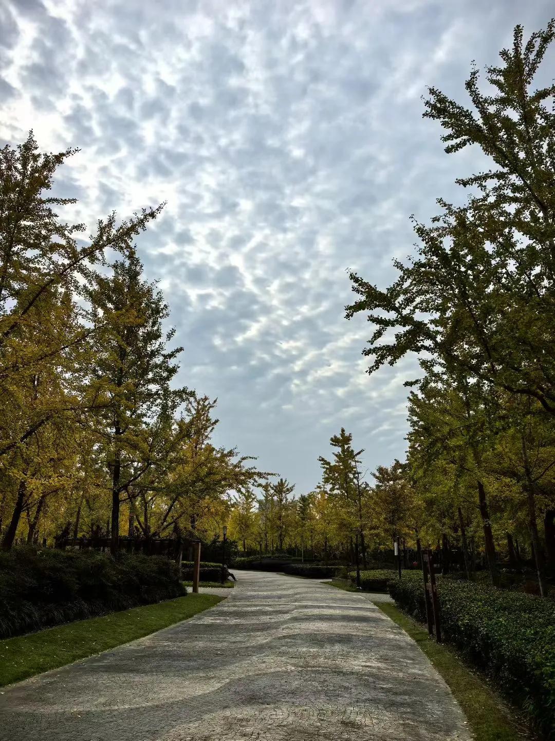 黄兴公园的银杏树已然开始泛黄。银杏树风景林 绿叶银杏树 临水银杏树 银杏树公园 