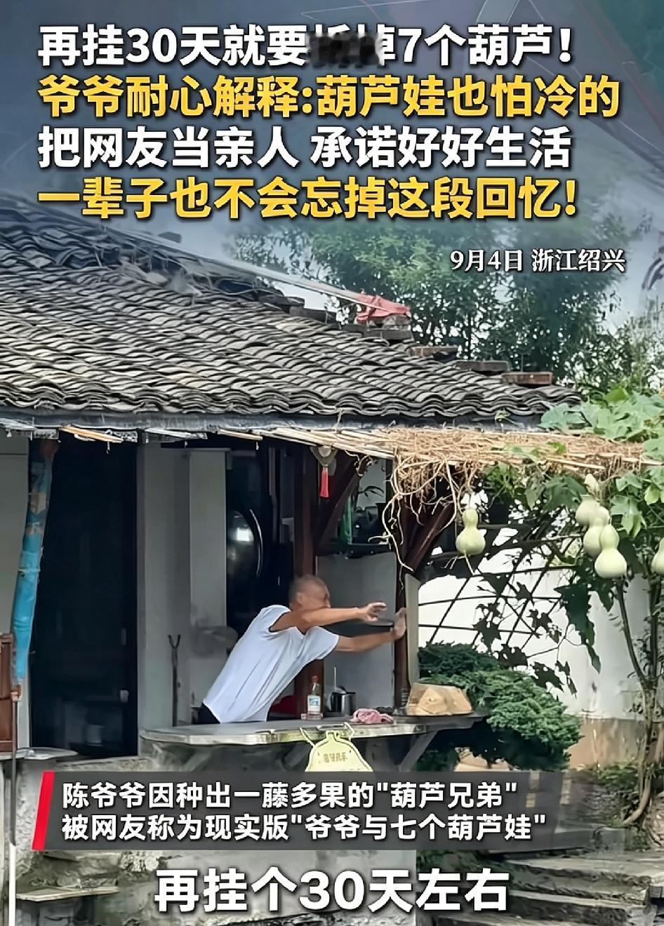 9月4号，浙江绍兴书圣故里，75岁的陈金敖爷爷再过30天霜降之前，他就得把这些"