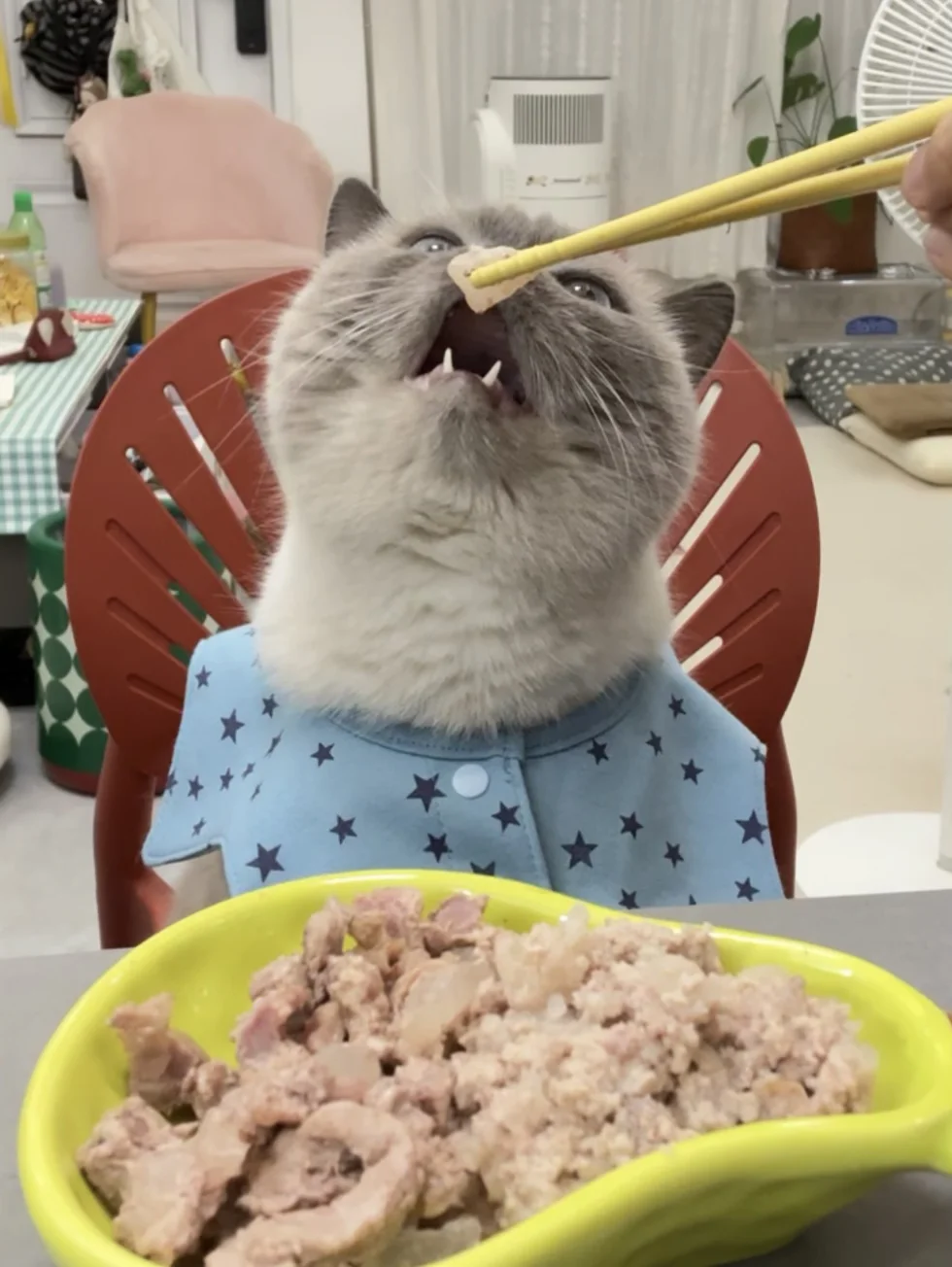 看到小猫的嗓子眼了…