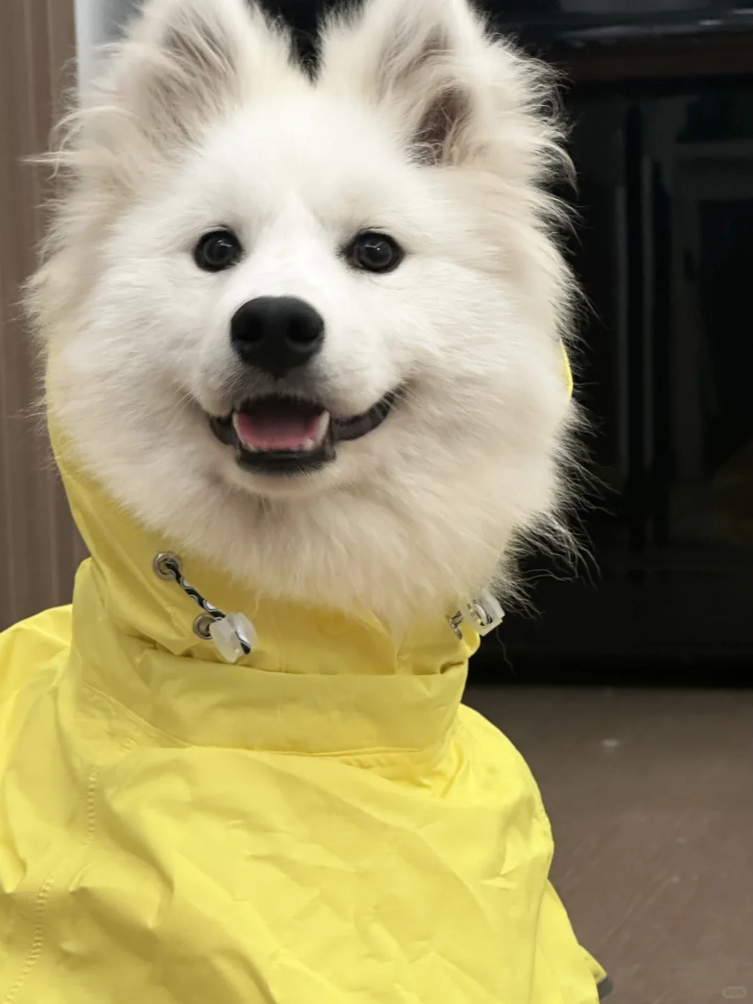 美团什么时候有了小狗骑手！