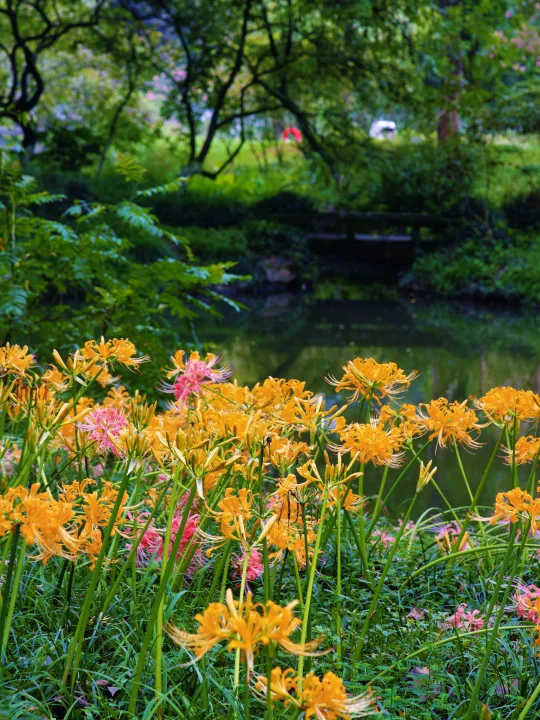 实拍植物园彼岸花已开爆💐绝美拍照路线Get