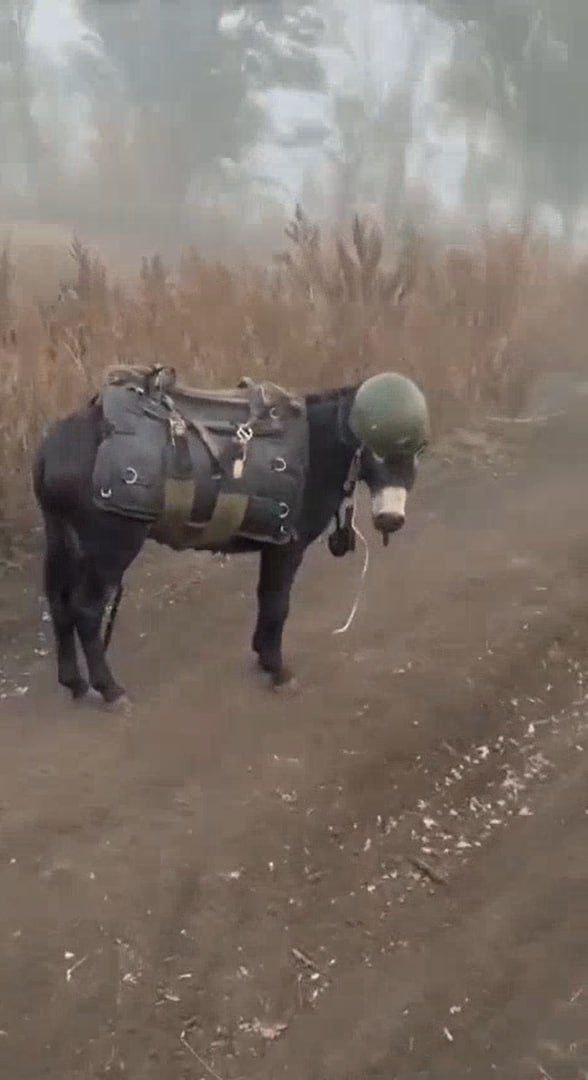 福建舰入列将增强远海攻防能力我现在的表情↓ ​​​