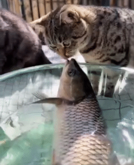 鱼🐟：我拿你当真爱[流泪]你拿我当下酒菜