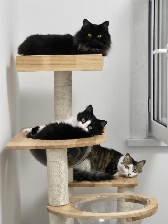 新的实木猫爬架和U型猫抓板“小猫咪超爱！”