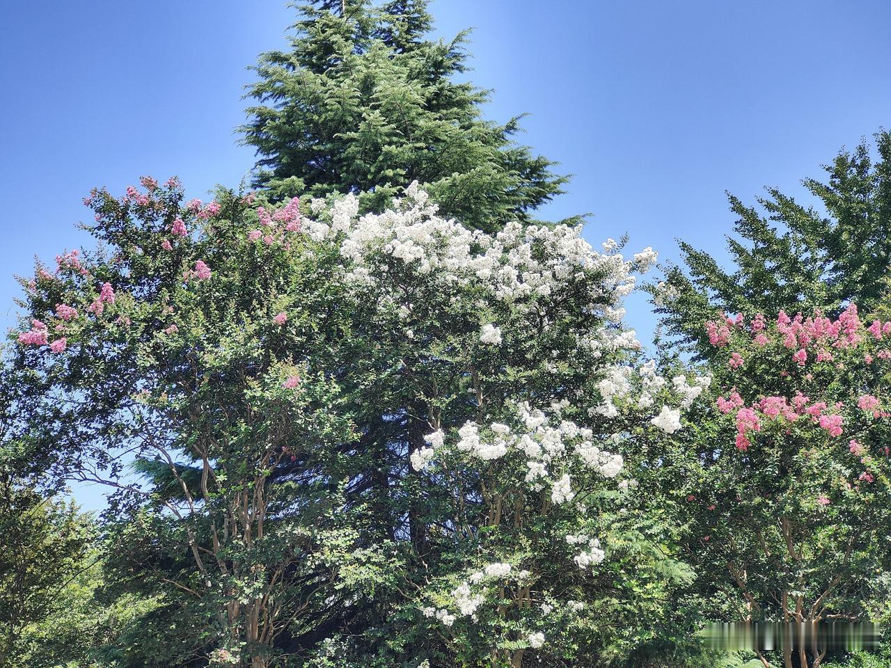 夏日生活打卡季秋季的天空，晴空万里，不及心中有你，深邃的天空真美，真的就像民间所