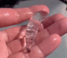 每天一条冷知识这种长得像鼻涕的生物，叫做翼管螺，属腹足纲的一员。虽然看起来外表柔