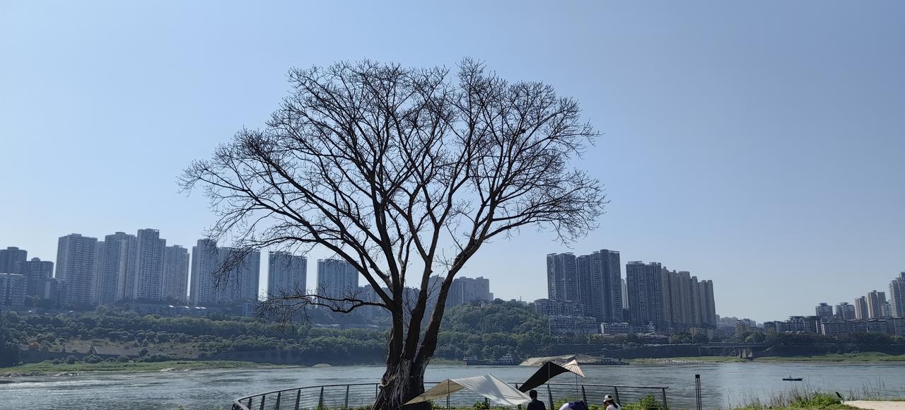 [可怜]我渡区钓鱼嘴最南端的“网红黄桷树”，叶子都掉光了[石化]，貌似不太健康啊