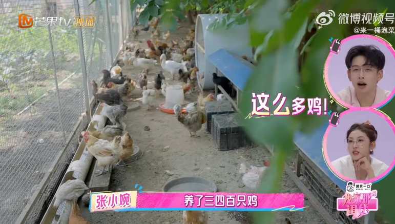 马天宇养了三四百只鸡 我家那闺女 马天宇在北京郊区打造梦幻农场，三四百只鸡是“主