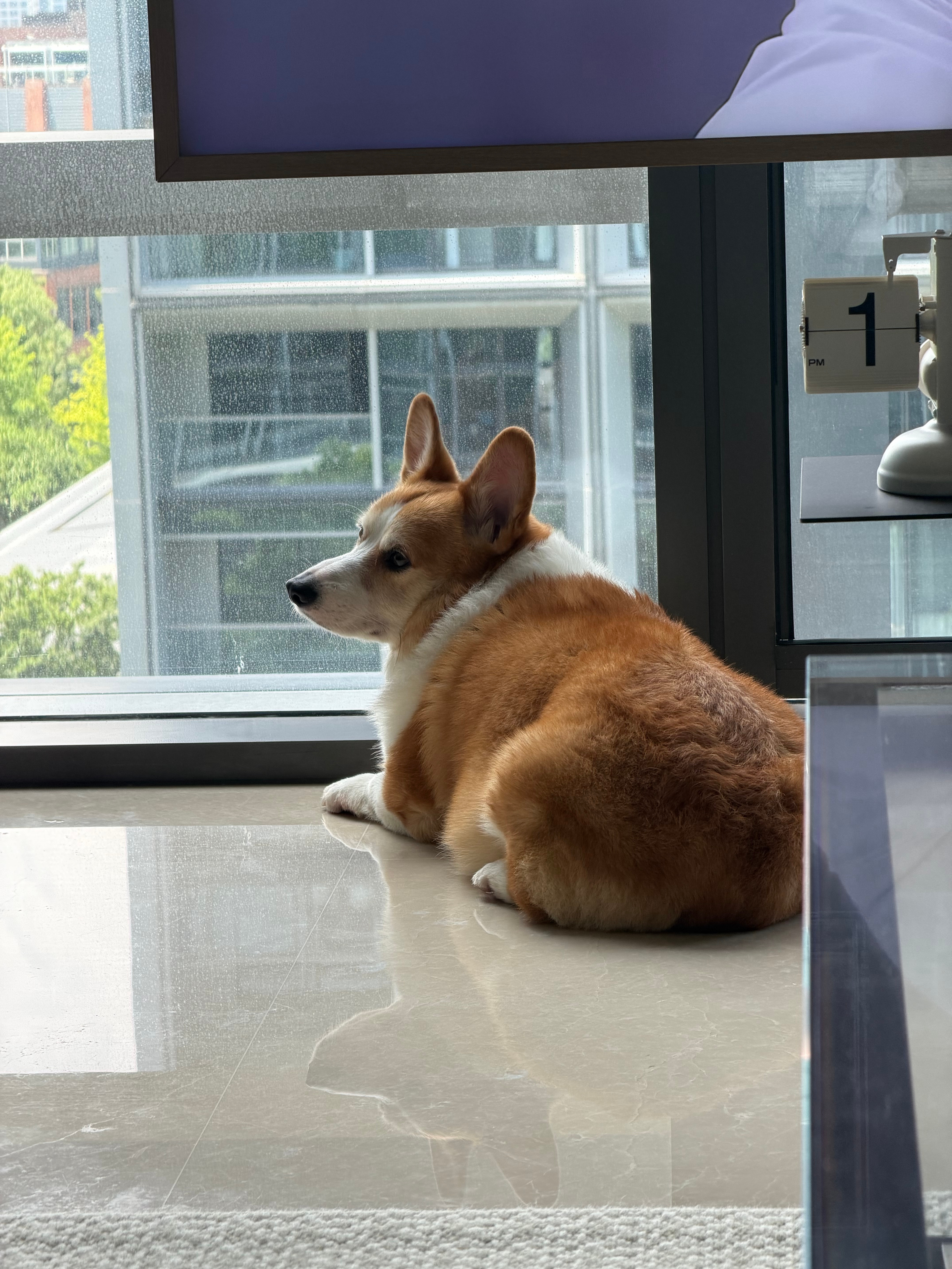 很爱看楼下热闹的小猪🐖 