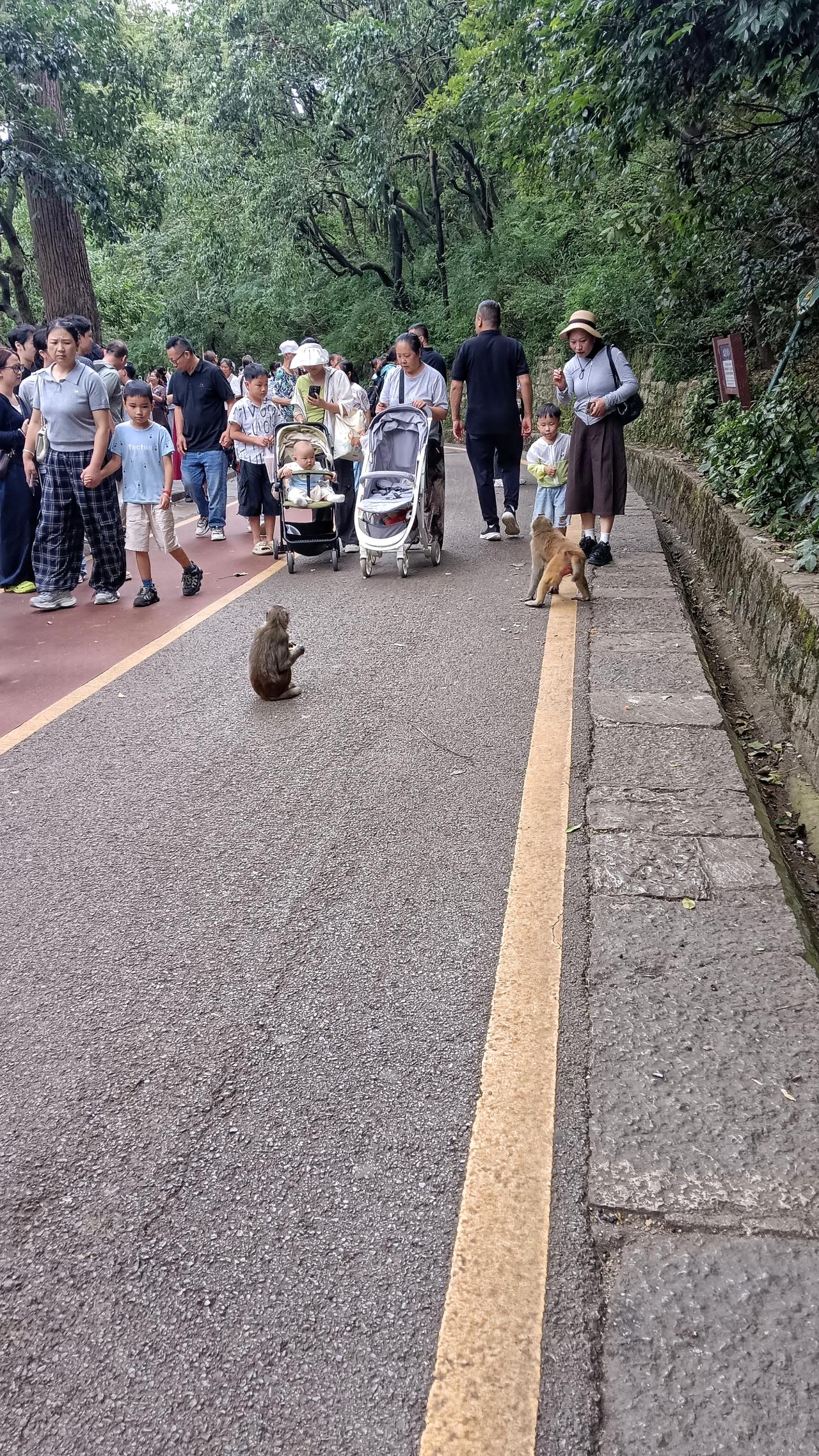这两只猴虎视眈眈地盯着游客手上的东西，一旦发现目标，马上进攻。