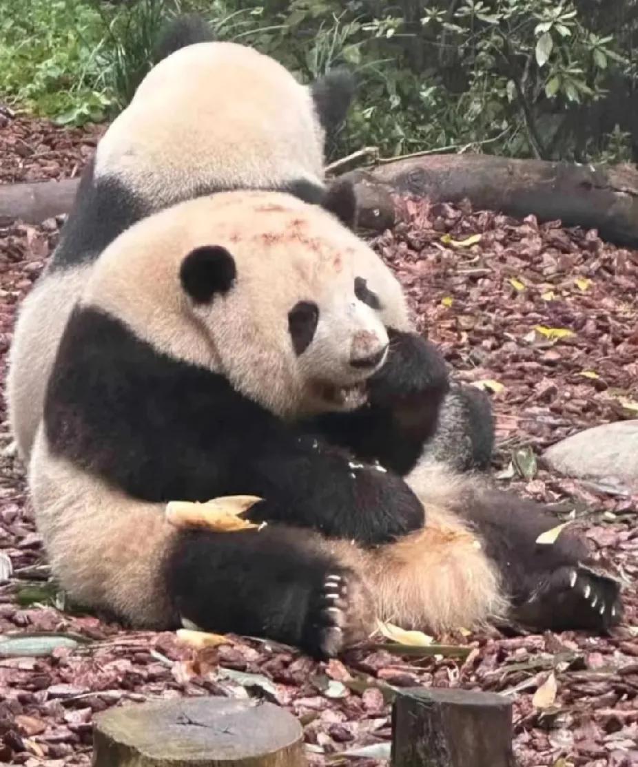 今天的花花是一只“花头土脸”的脏脏熊🐼，该说不说，花花自从没了大肚子之后，都是