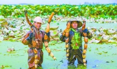 1956年，山东济宁，几名藕农正在挖藕，突然，一个藕农整个身子都陷入泥潭中。
