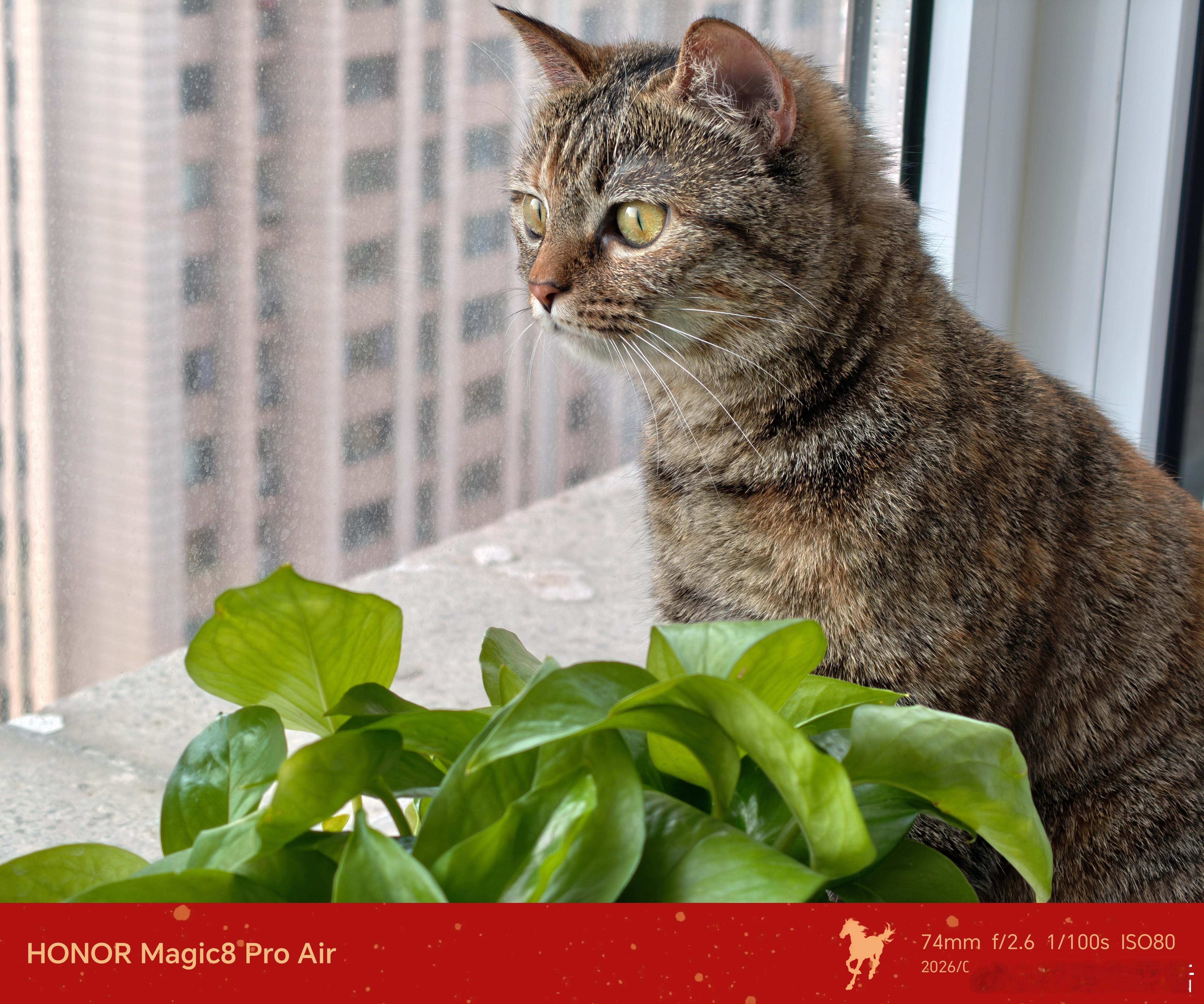 荣耀Magic8 Pro Air随手拍 