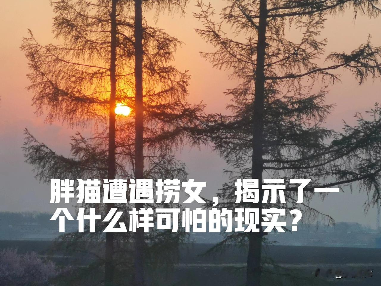 发现没有？胖猫遭遇捞女，揭示了一个什么样可怕的现实？

谁家生个女儿，全家上下都