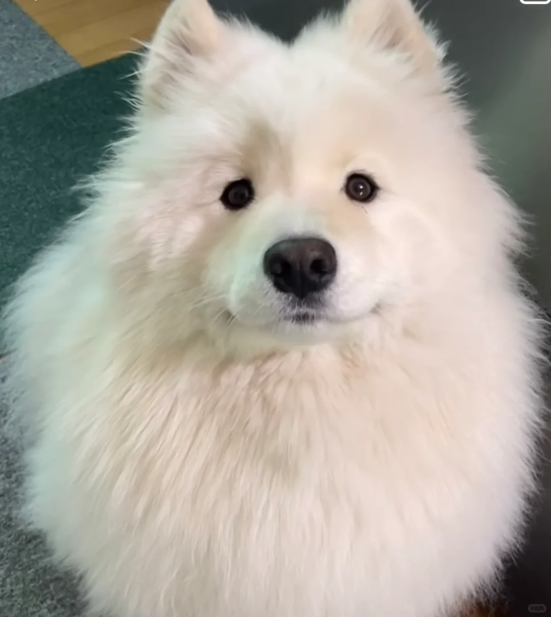 这是偷吃什么了，咋不笑了呢