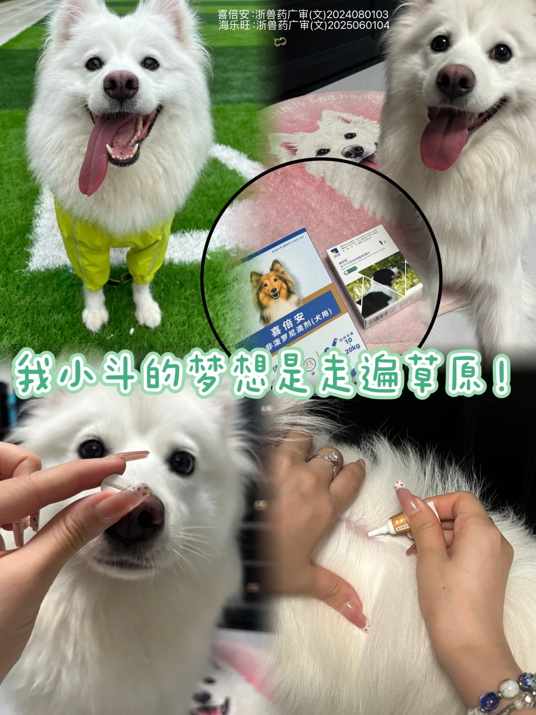 我小斗天生就是属于草原的！