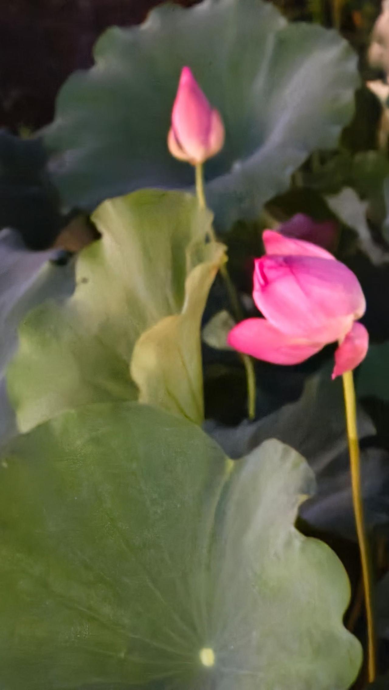 （手机随拍）
我的江南故乡婺州古城芙峰公园看花。