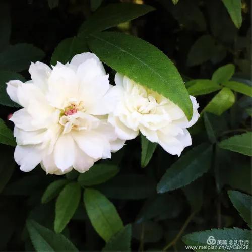 清新脱俗的白色花朵，绽放在绿叶之间，宛如仙境中的精灵。分享各种美丽的花 白色流苏